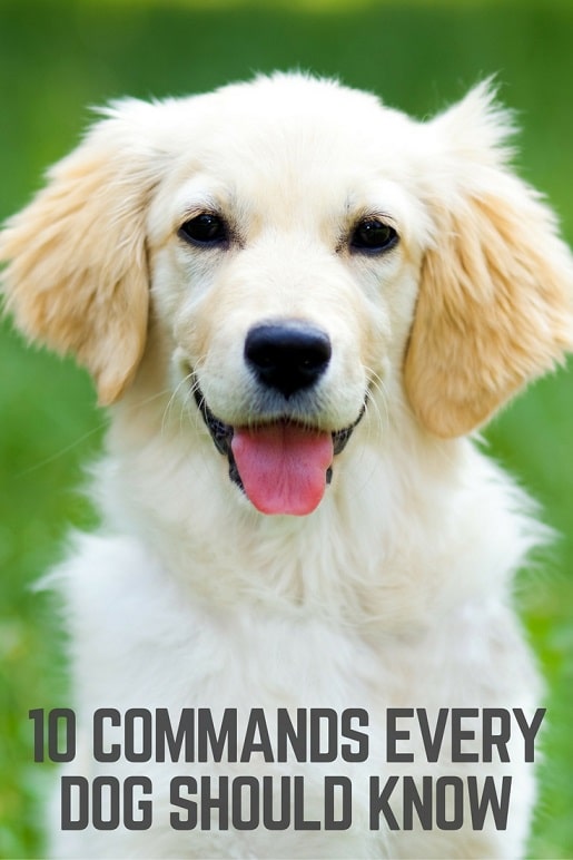10 commands every dog should learn