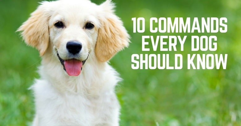 10 commands every dog should know