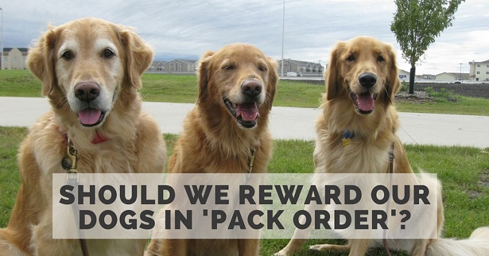 Pack order in dog training