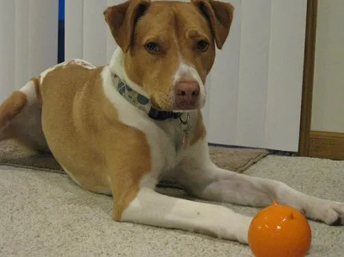 Golden brown and white pitbull terrier mix