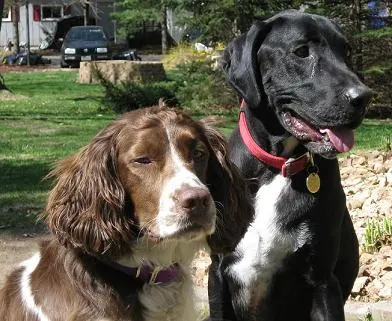 mutt-and-springer-spaniel - how to introduce dogs