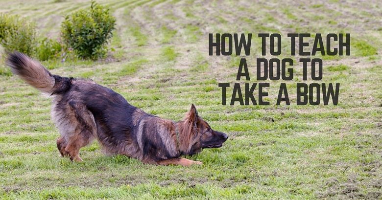 How to teach your dog to take a bow