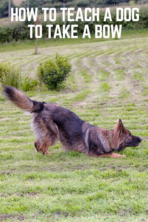 How to teach a dog to take a bow in 3 easy steps #dogtraining #dogtricks #germanshepherds
