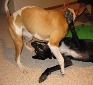 Ace the black lab mix dog wrestles with his friend, our foster dog Sammi the pitbull Jack Russell terrier mix