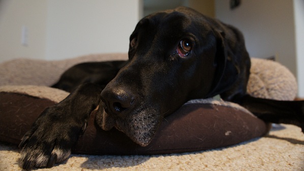 Cute black lab mix lying in his dog bed