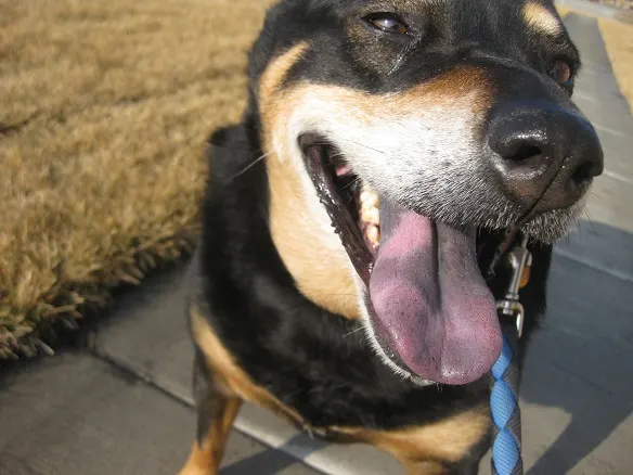 Start a pet sitting business to walk dogs like Maddie the rottweiler mix