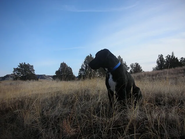 Black lab mix sitting outside in a field with a blue sky