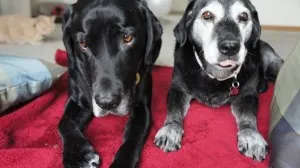 Two black labs
