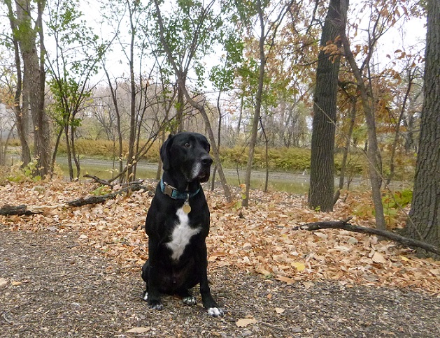 Ace the black dog in the fall trees