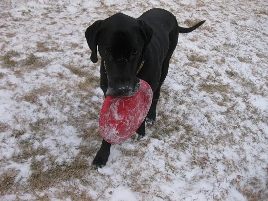 Black Lab retrieves a red frisbee in the snow