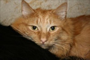Orange male longhaired cat for adoption Duluth