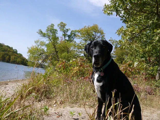 Black lab mix sitting in a park by the water
