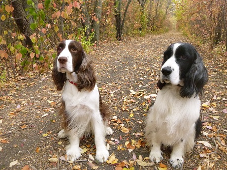 Out for a run with two springer spaniels