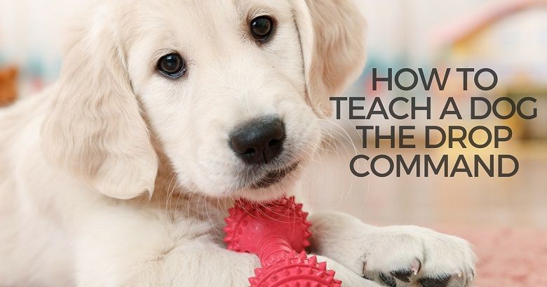 How to teach a dog the drop command