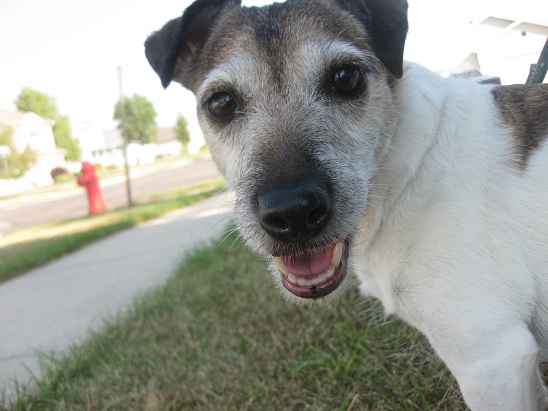 Janee the wirehaired Jack Russell terrier