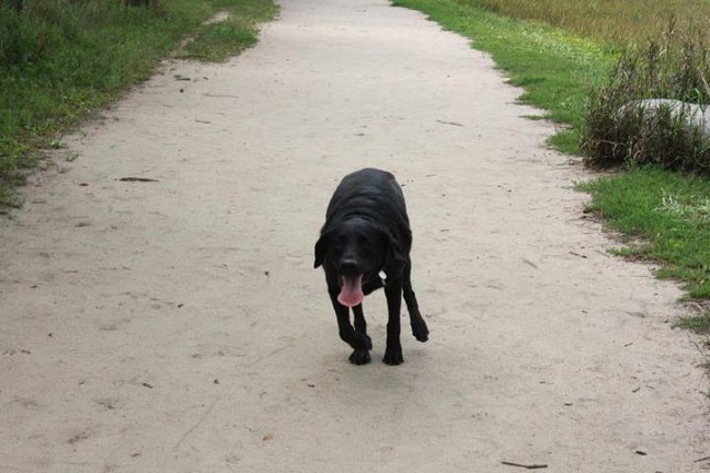 The black Labrador retriever guide dog named Lars!