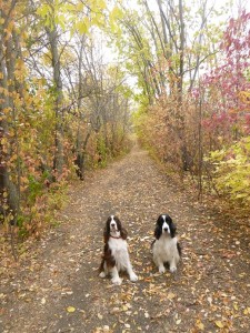 Two springer spaniels in the fall leaves