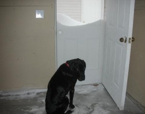 Dog at door with three feet of snow