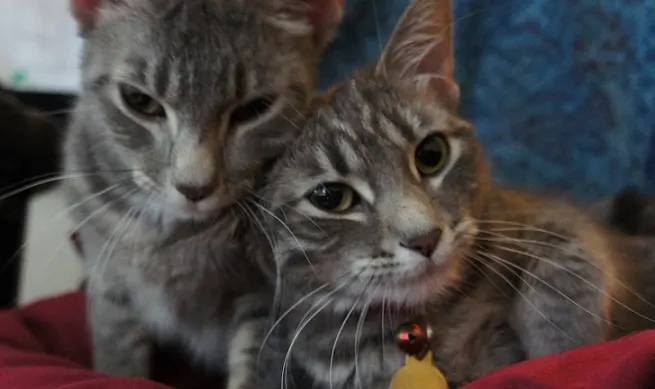 Two gray striped tabby cats cuddling