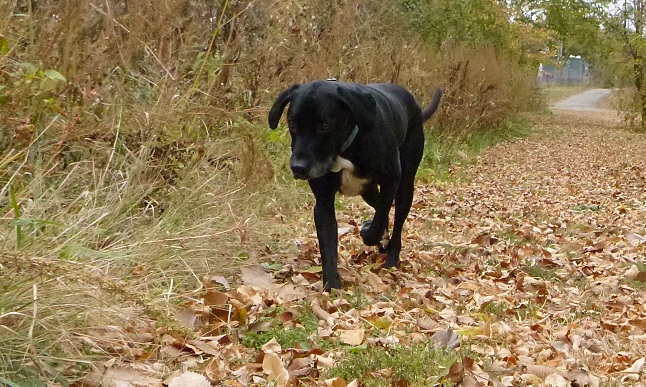 Black lab mix walks in the fall leaves
