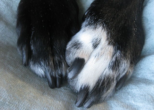 Ace's black and white paws