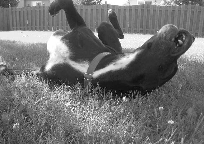 Lab mix rollin' in the grass