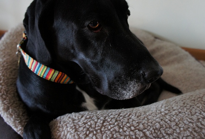 Black lab mix on his bed with a striped collar