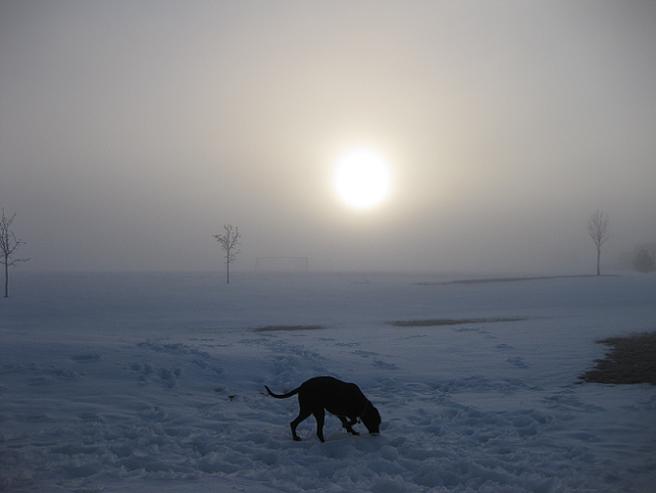 Black dog playing in the snow and ice