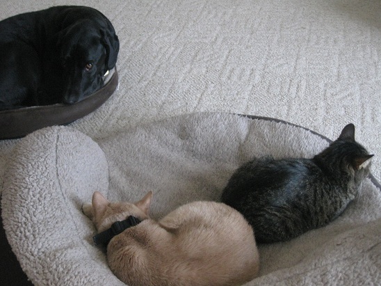 Two cats on a big dog bed, one dog on a small bed