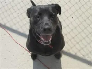 Cute black lab pitbull mix for adoption in Detroit Lakes, MN