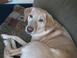 Yellow Lab curled up on couch