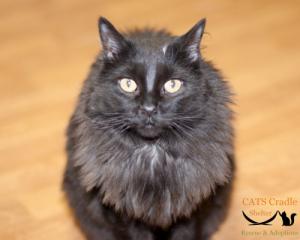 Black cat for adoption Fargo. How to get more cats adopted