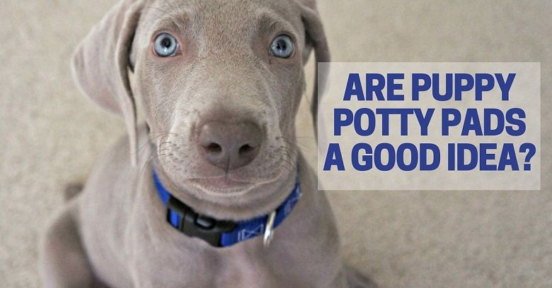 Are puppy potty pads a good idea?