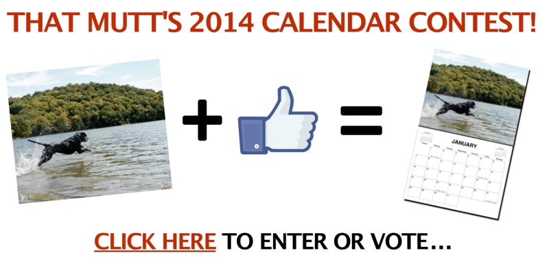 Mutt Calendar Contest - vote now