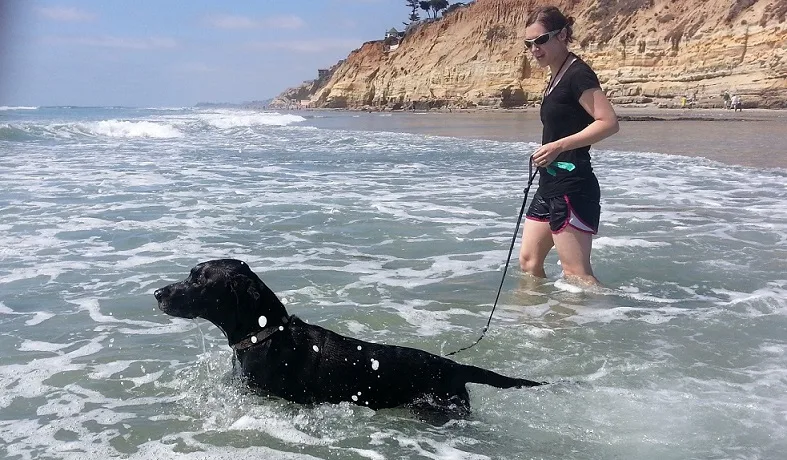 Dog visits the ocean