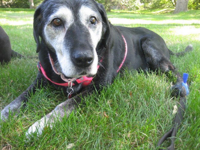 Remembering foster dog Dora