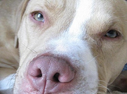 Is pitbull awareness still necessary?