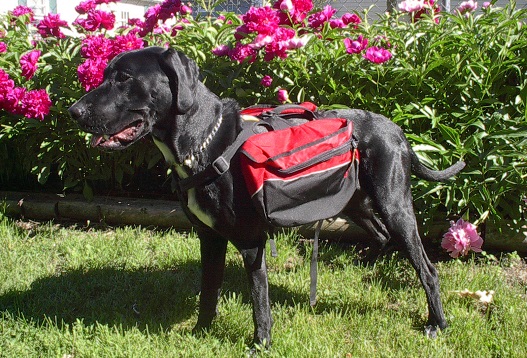Ruffwear dog backpack