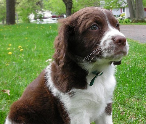 How to potty train a springer spaniel puppy