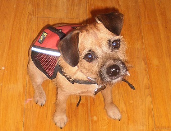 Best small dog backpack