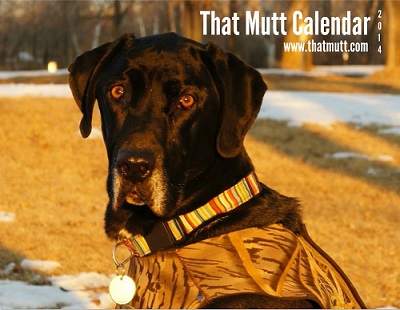 mutt dog wall calendars