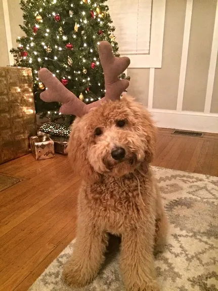 Goldendoodle dressed up for Christmas