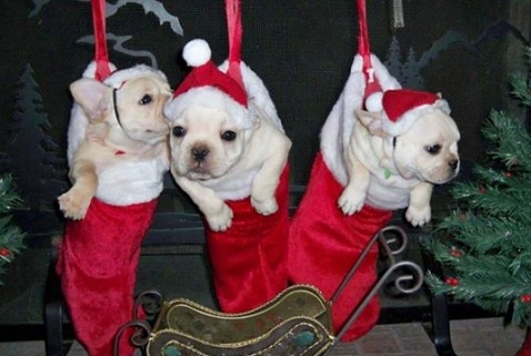 Puppies in stockings