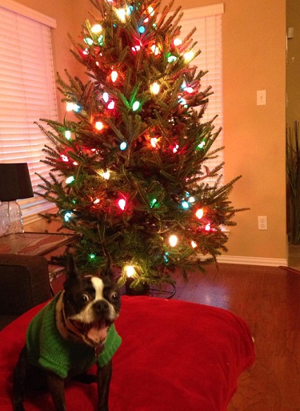 Boston terrier by xmas tree