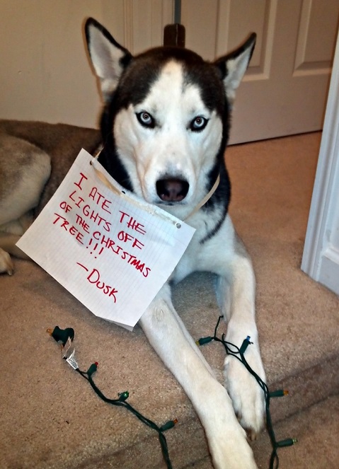 Holiday dog shaming