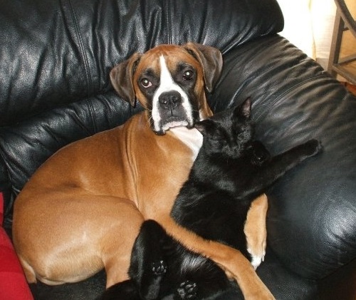 Boxer and cat spooning