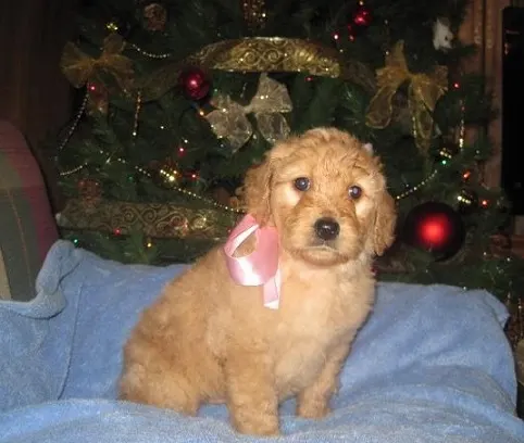 Golden puppy by the tree
