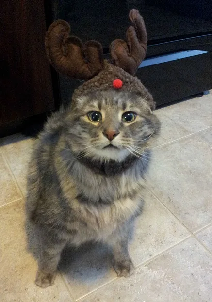 Cat wearing Rudulf costume