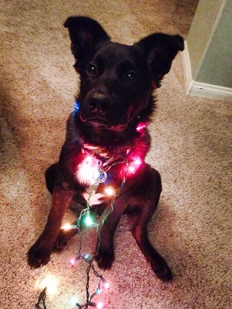 Black puppy in holiday lights