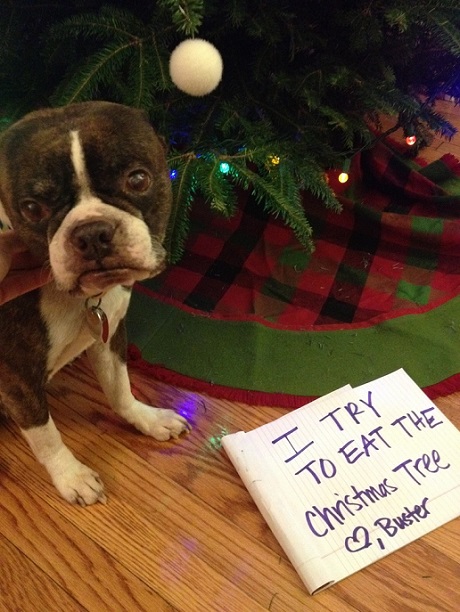 Holiday dog shaming pics